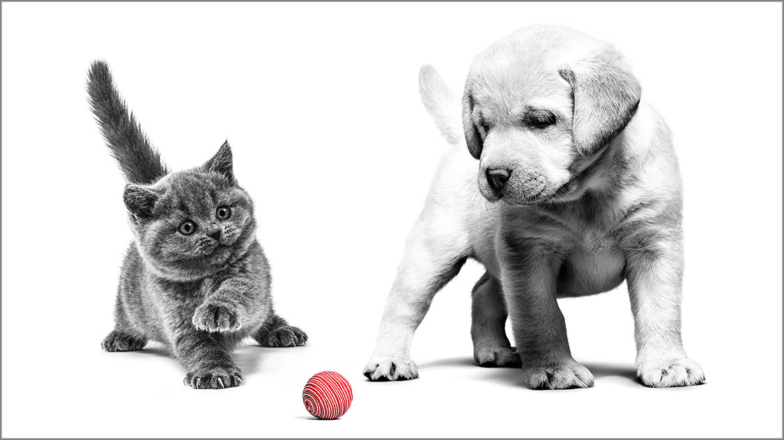 Kitten and Puppy Playing with a ball