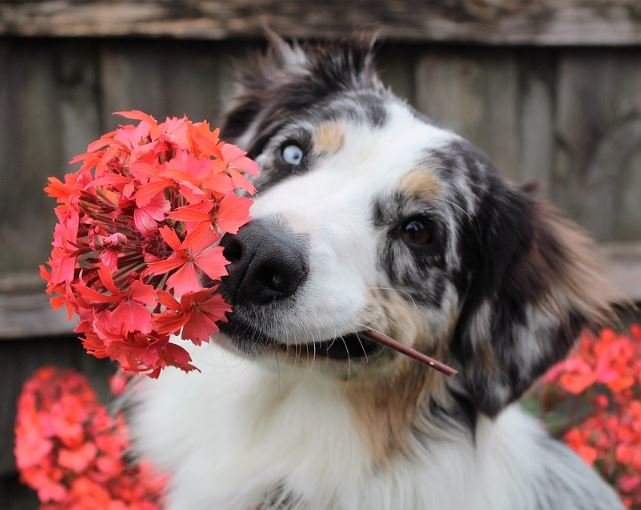 Dog holding a spring flower in his mouth