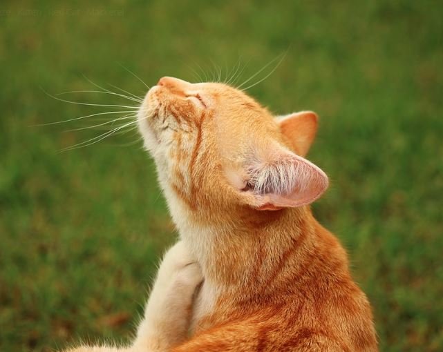 An orange cat scratching its neck