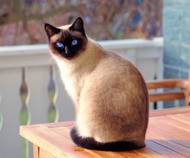 Siamese cat sitting on a table.