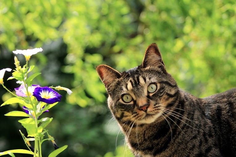 Cat outside near a flower