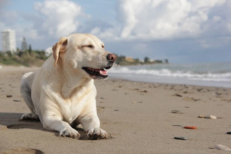 Dog laying on a beach in the summer.