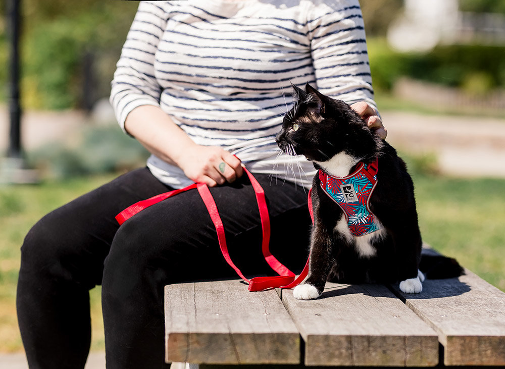 Woman petting her cat on a park bench
