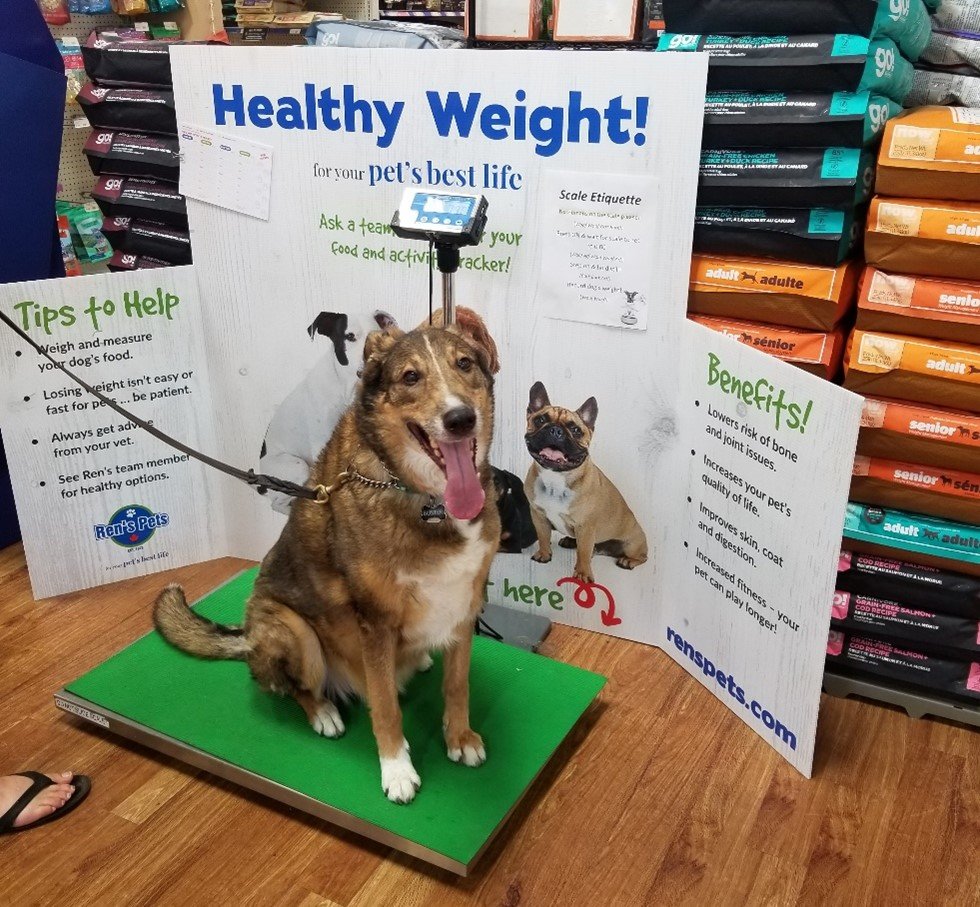 Dog on a healthy weight scale at Ren's Pets. 