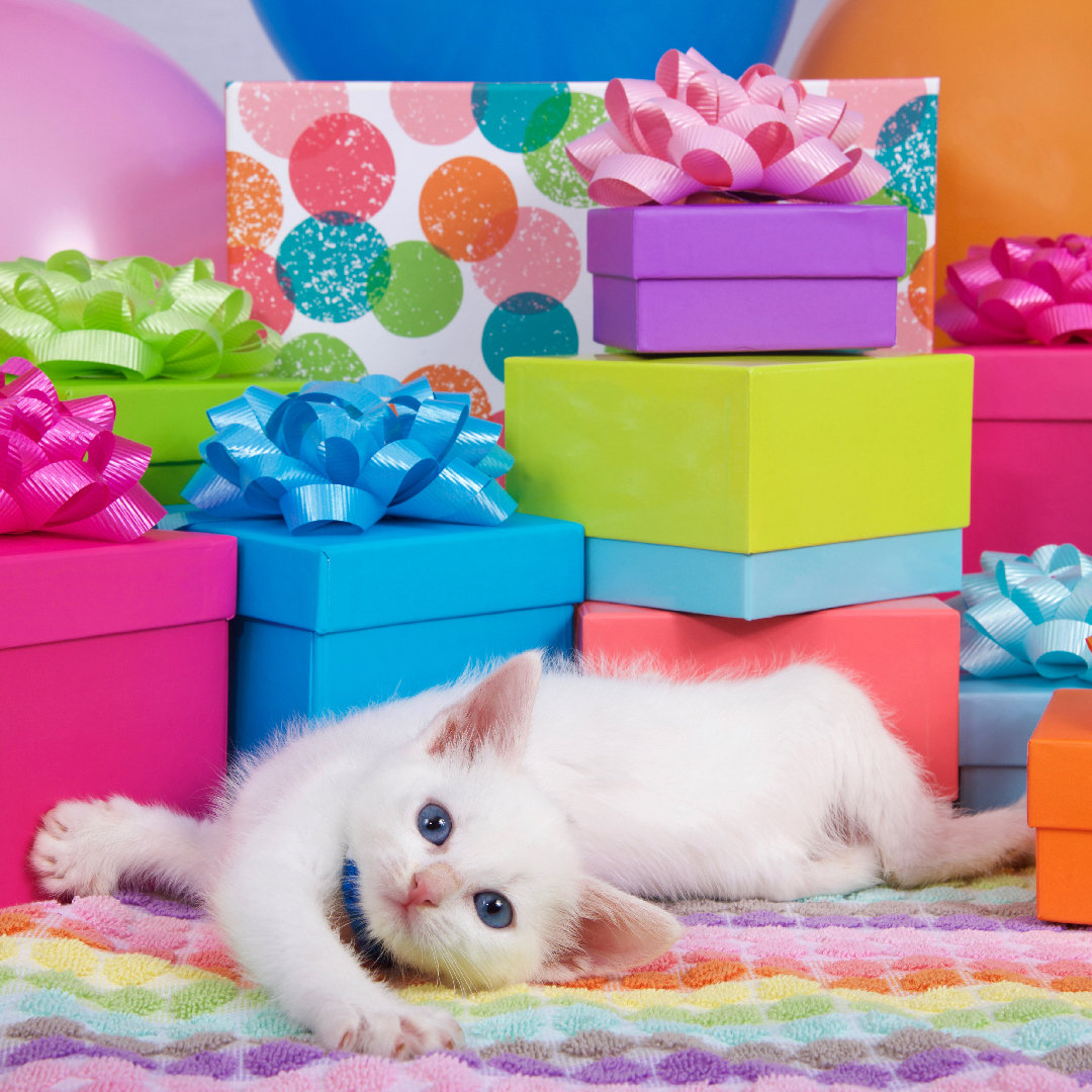 Image: Set Your Pet's Gift Registry