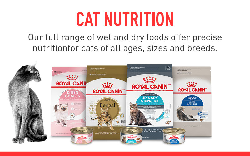 Cat nutrition