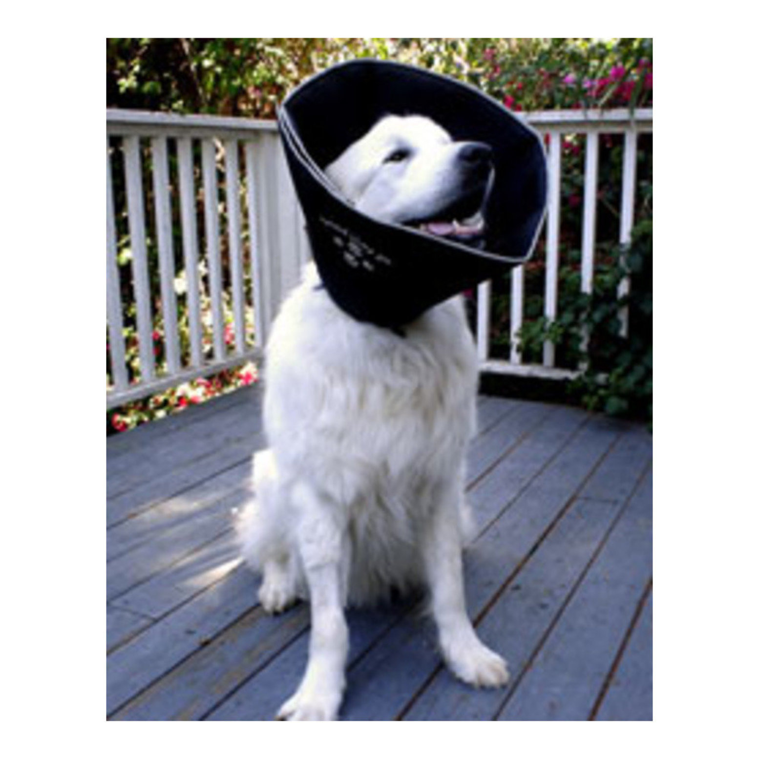 Comfy cone outlet dog collar