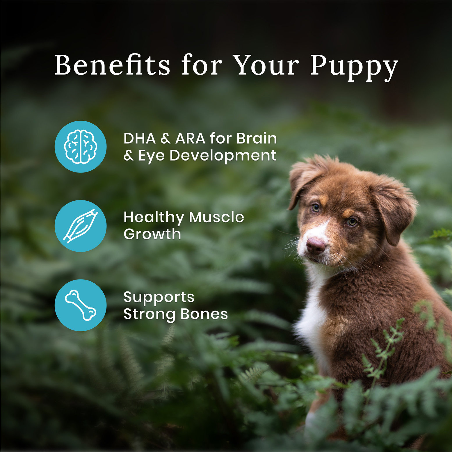 Target blue buffalo puppy hotsell