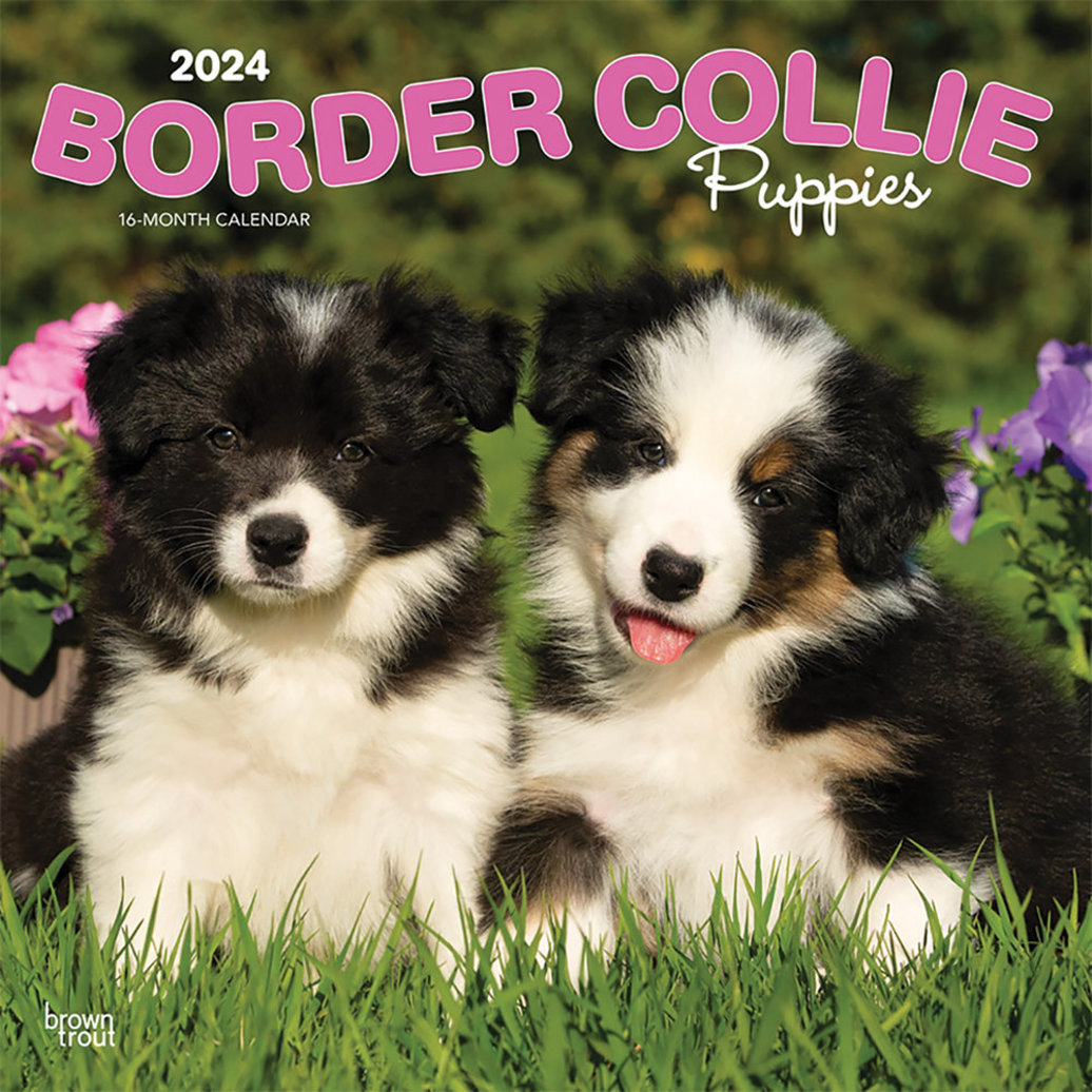 Browntrout Calendar 2024 Border Collie Puppies 12x12 Ren S Pets   Pdp Main 