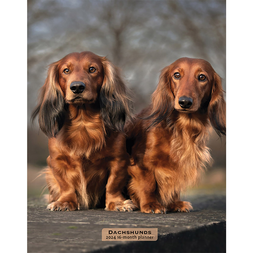 Browntrout Calendar 2024 Dachshunds 6 5 Ren S Pets   Pdp Main 