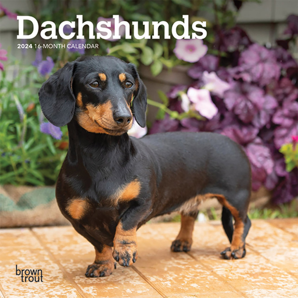 Browntrout Calendar 2024 Dachshunds 7x7 Ren S Pets   Pdp Main 