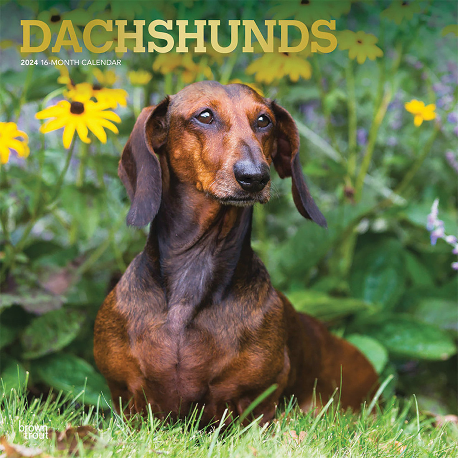 Browntrout,Calendar, 2024 Dachshunds 12x12" Ren's Pets