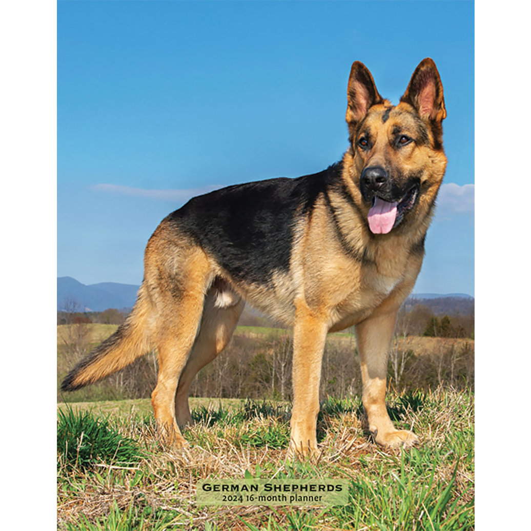 View larger image of Browntrout, Calendar, 2024 - German Shepherds - 12x12"