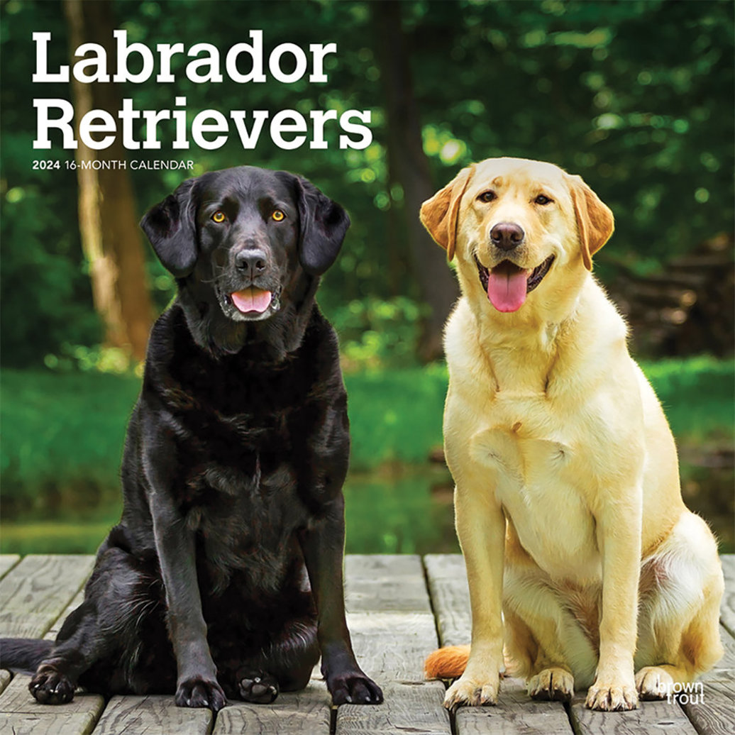 Browntrout Calendar 2024 Labrador Retrievers 12x12 Ren S Pets   Pdp Main 