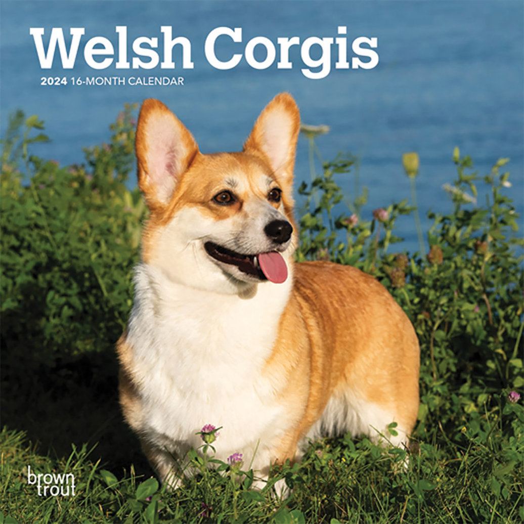 Browntrout Calendar 2024 Welsh Corgis 7x7 Ren S Pets   Pdp Main 