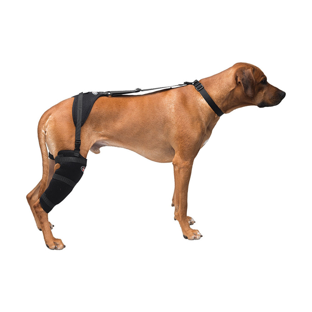 View larger image of Caldera, Pet Therapy - Stifle Wrap with Therapy Gel - Large