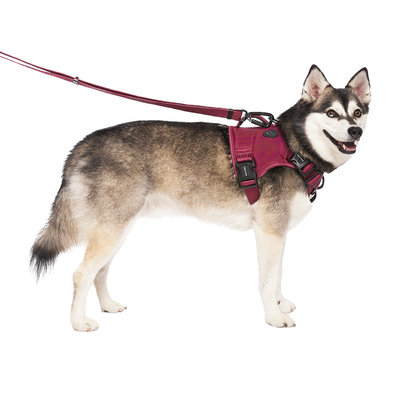 Canada Pooch, Complete Control Harness - Plum