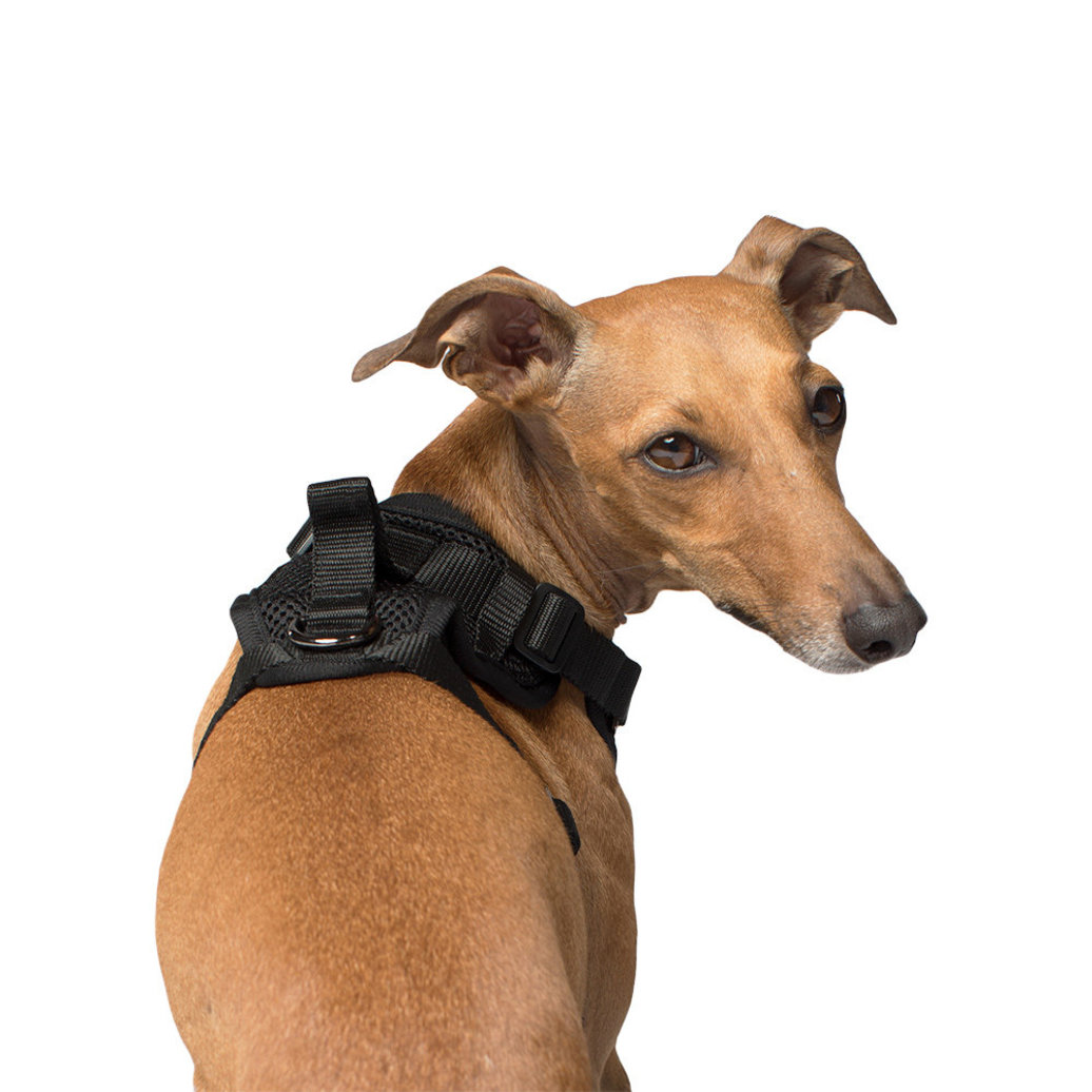 View larger image of Canada Pooch, Everything Harness - Black