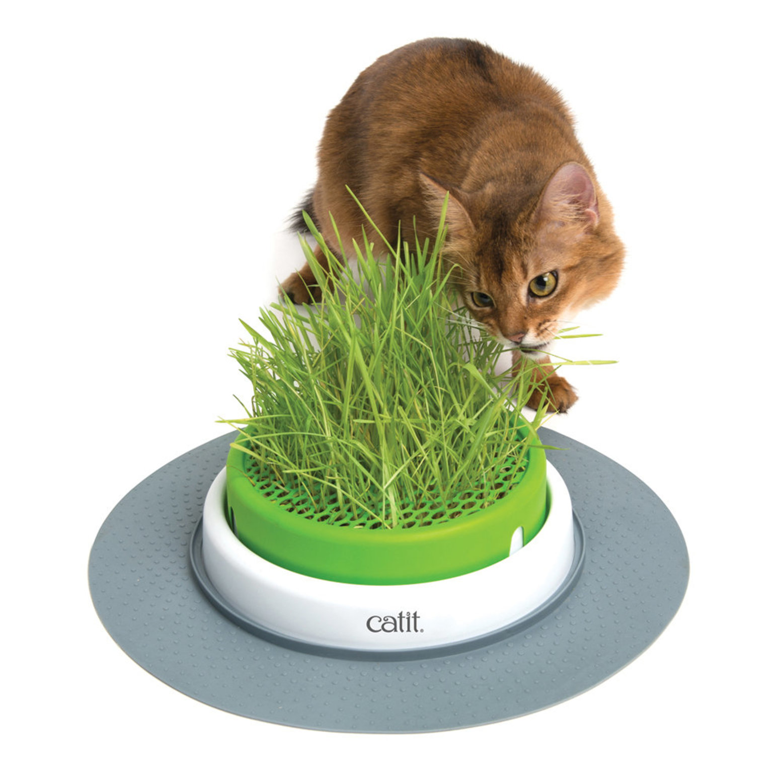 Catit hot sale cat grass