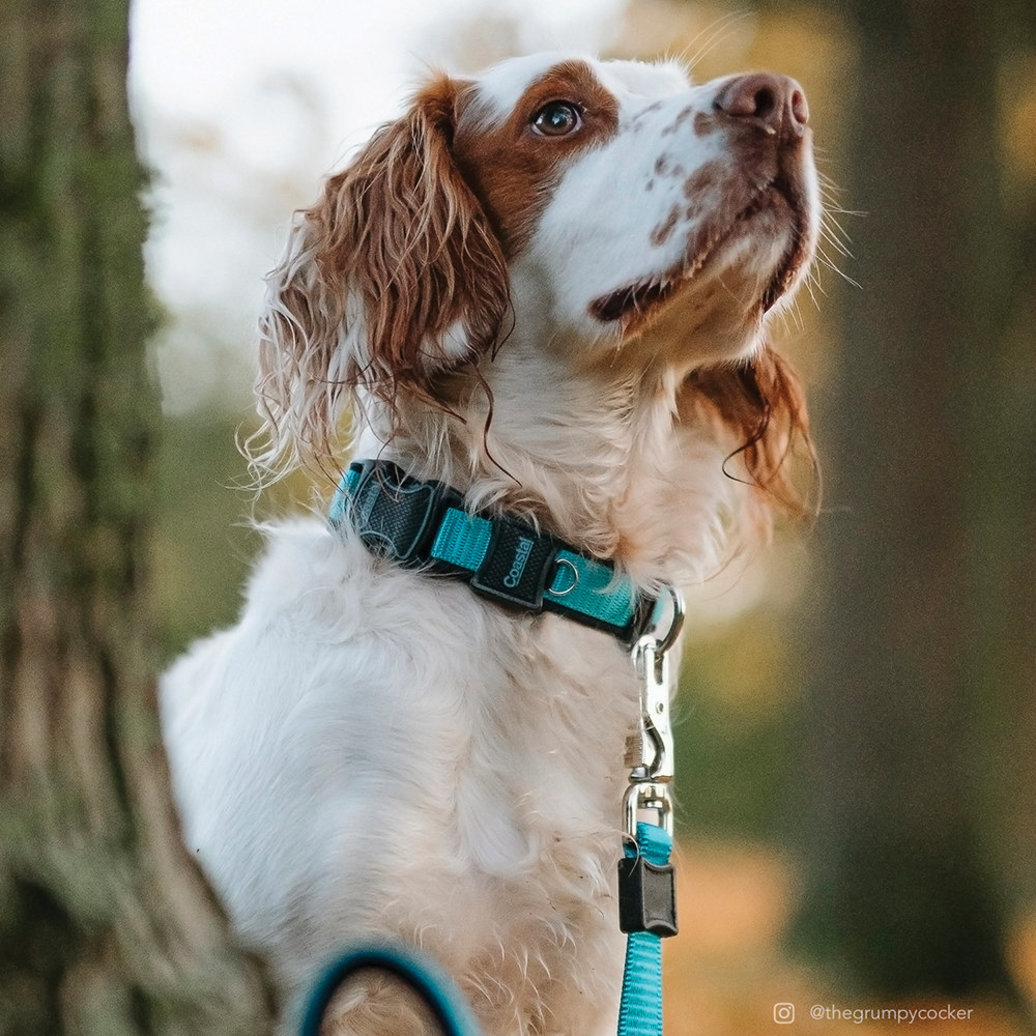 View larger image of Adjustable Dog Collar, Aqua, Extra Small - 5/8" x 8"-12"