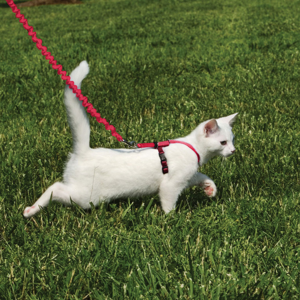 View larger image of Come With Me Kitty Cat Harness & Bungee Leash - Red