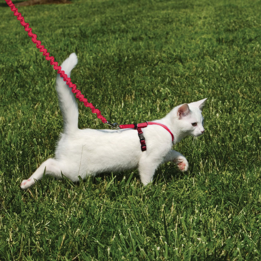 View larger image of Easy Walk, Come With Me Kitty Cat Harness & Bungee Leash - Red