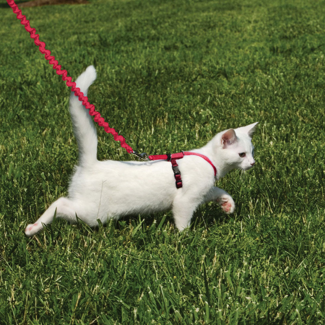 View larger image of Easy Walk, Come With Me Kitty Cat Harness & Bungee Leash - Red