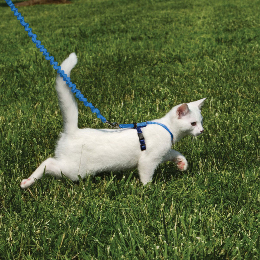View larger image of Easy Walk, Come With Me Kitty Cat Harness & Bungee Leash - Royal Blue