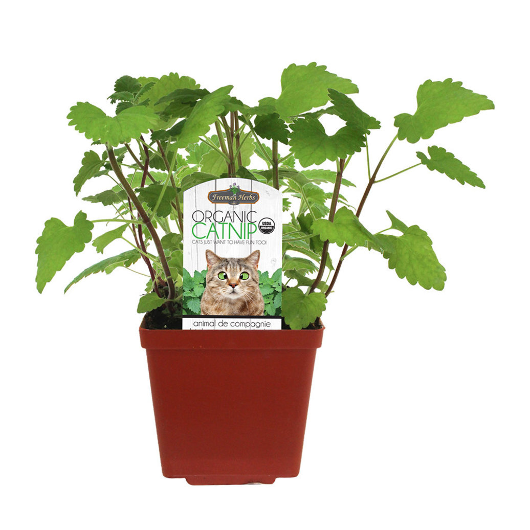 View larger image of Freeman Herbs, Organic Catnip