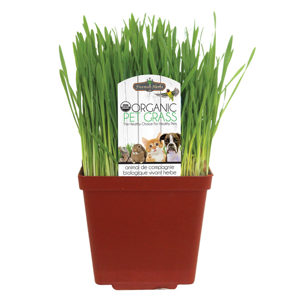 View larger image of Freeman Herbs, Organic Pet Grass