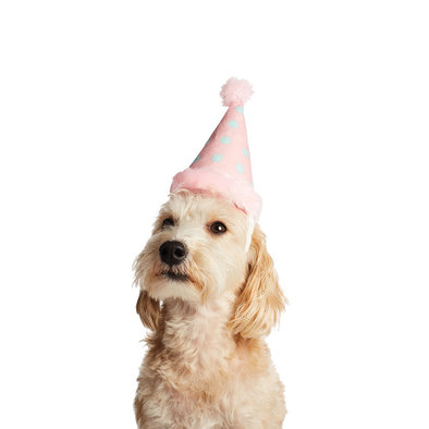 Hotel Doggy, Birthday Hat - Polka Dots & Pom Pom - Candy Pink