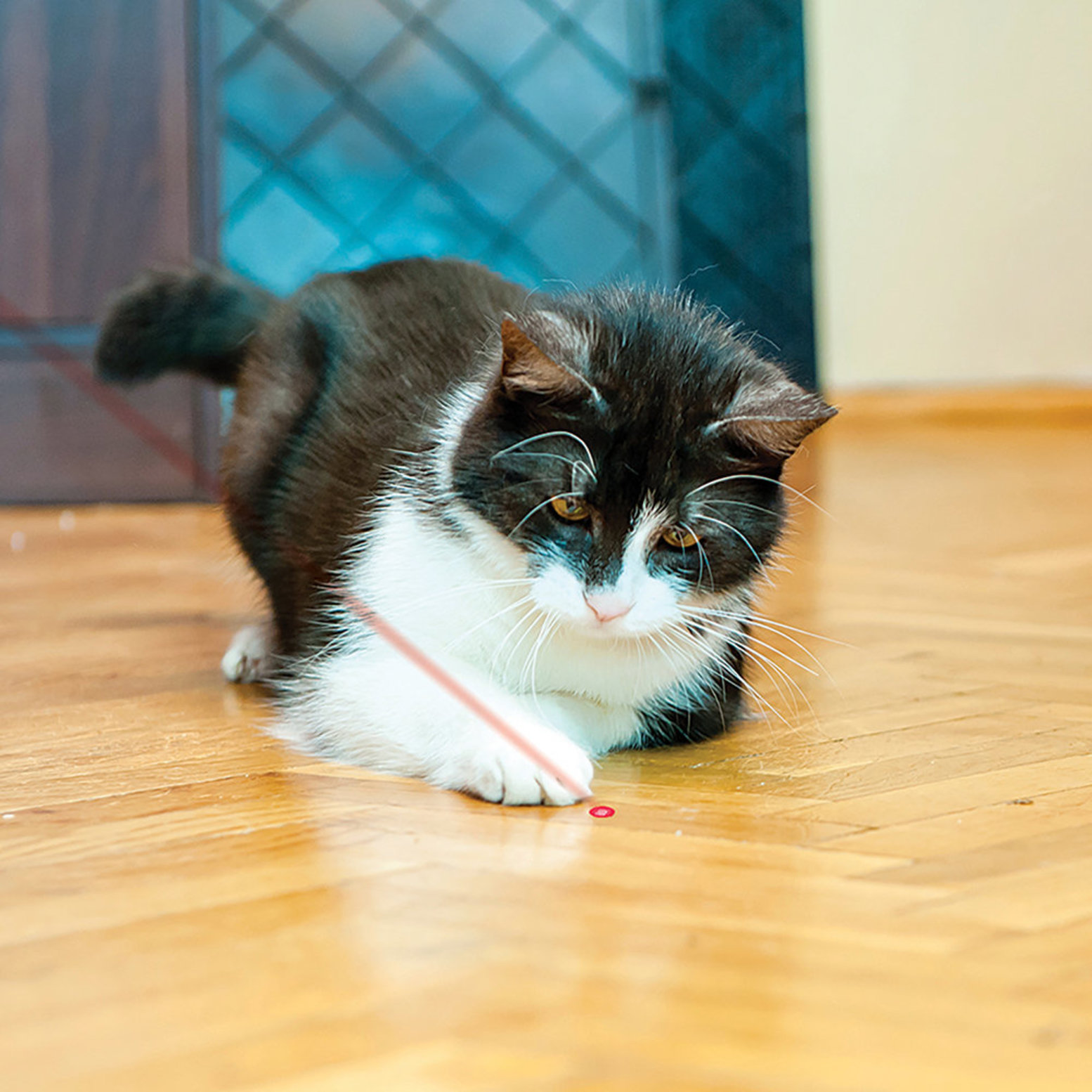 Cat playing shop with laser