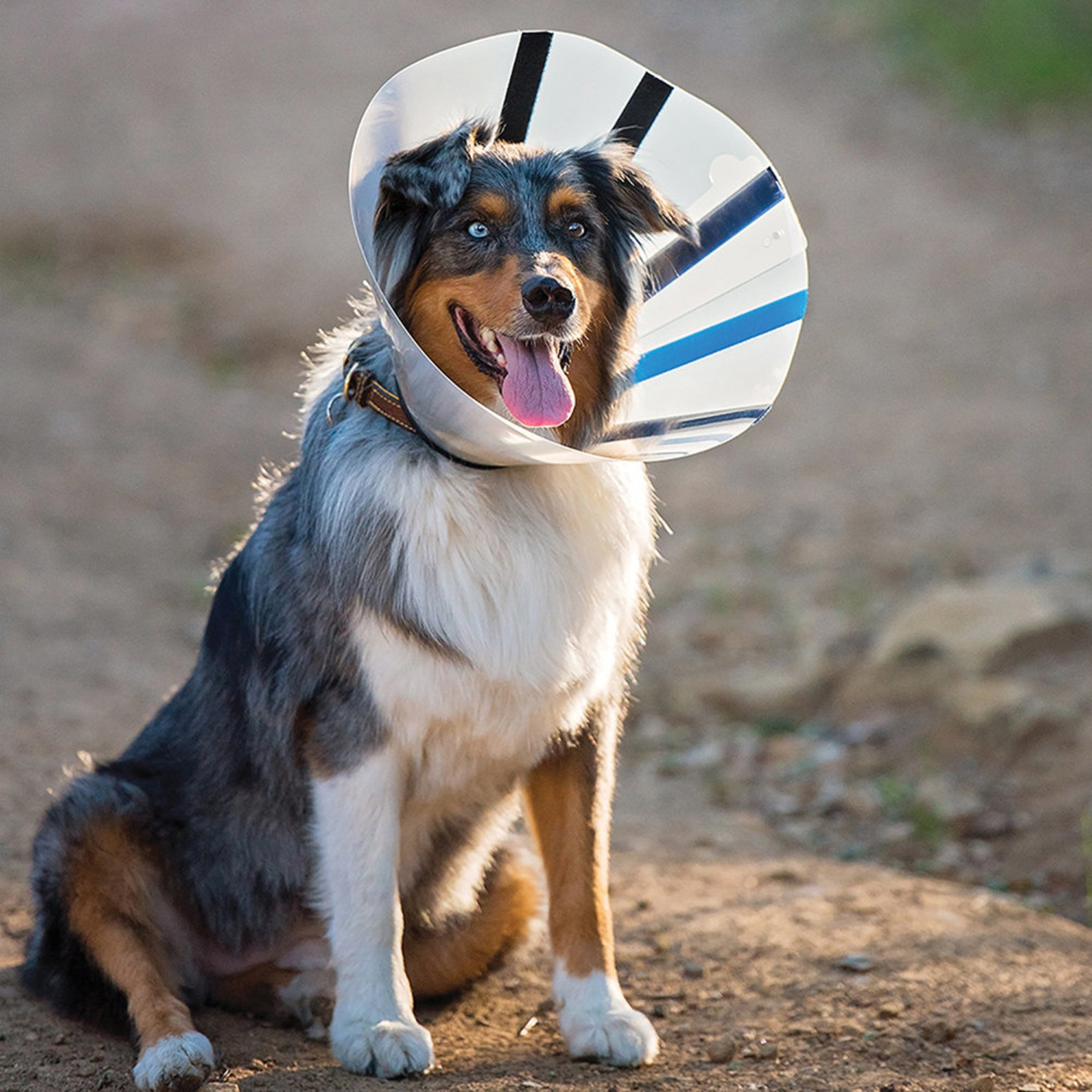 Henry schein best sale dog cone