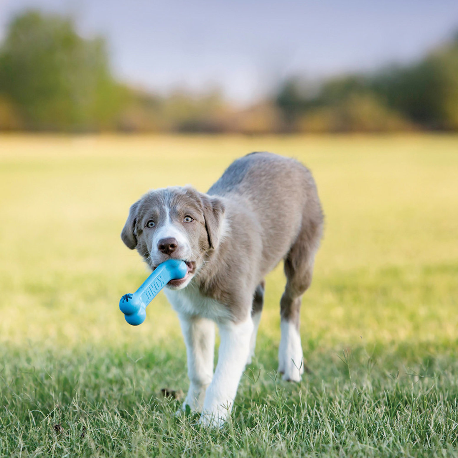 Kong dog hotsell toys bone