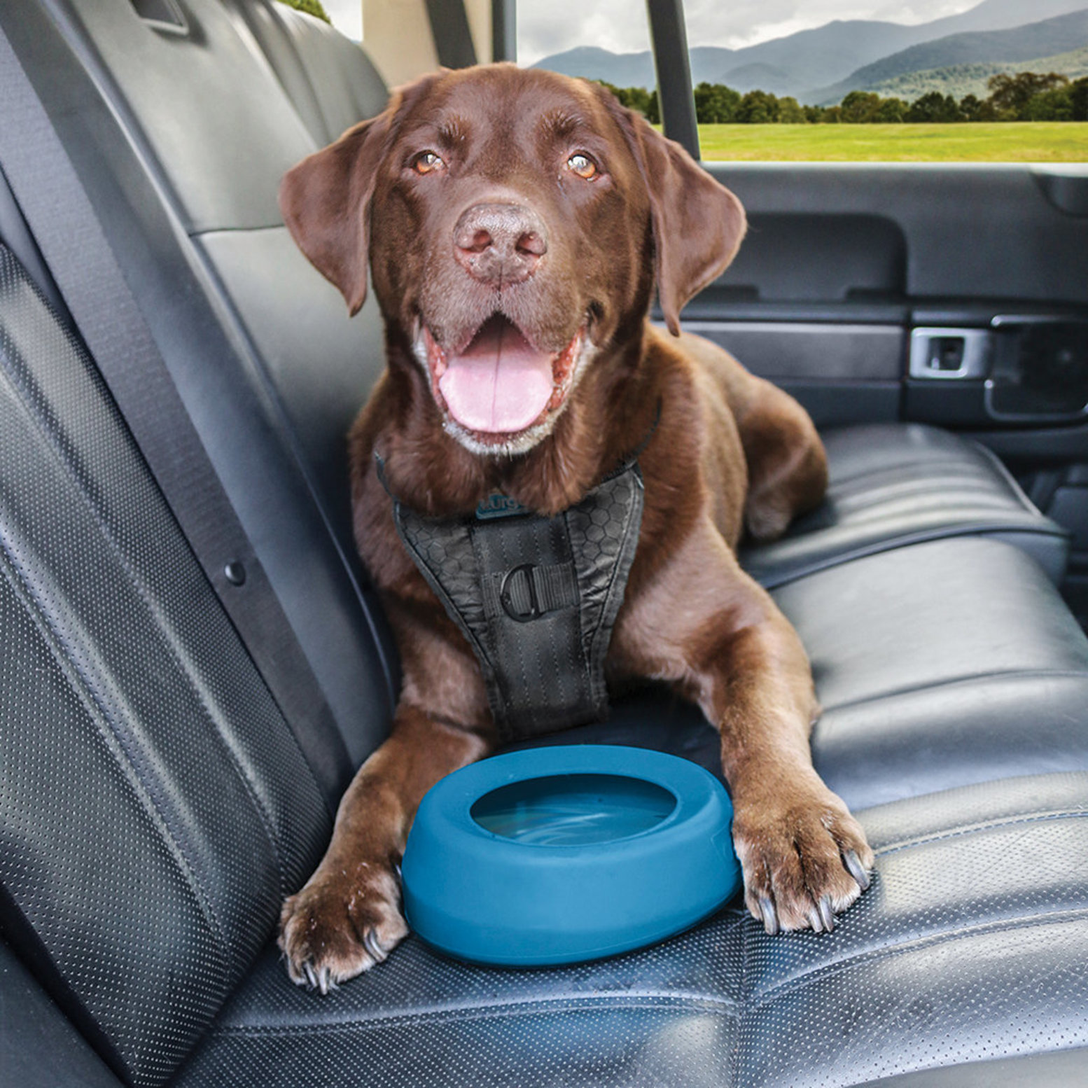 Spill free hot sale dog bowl