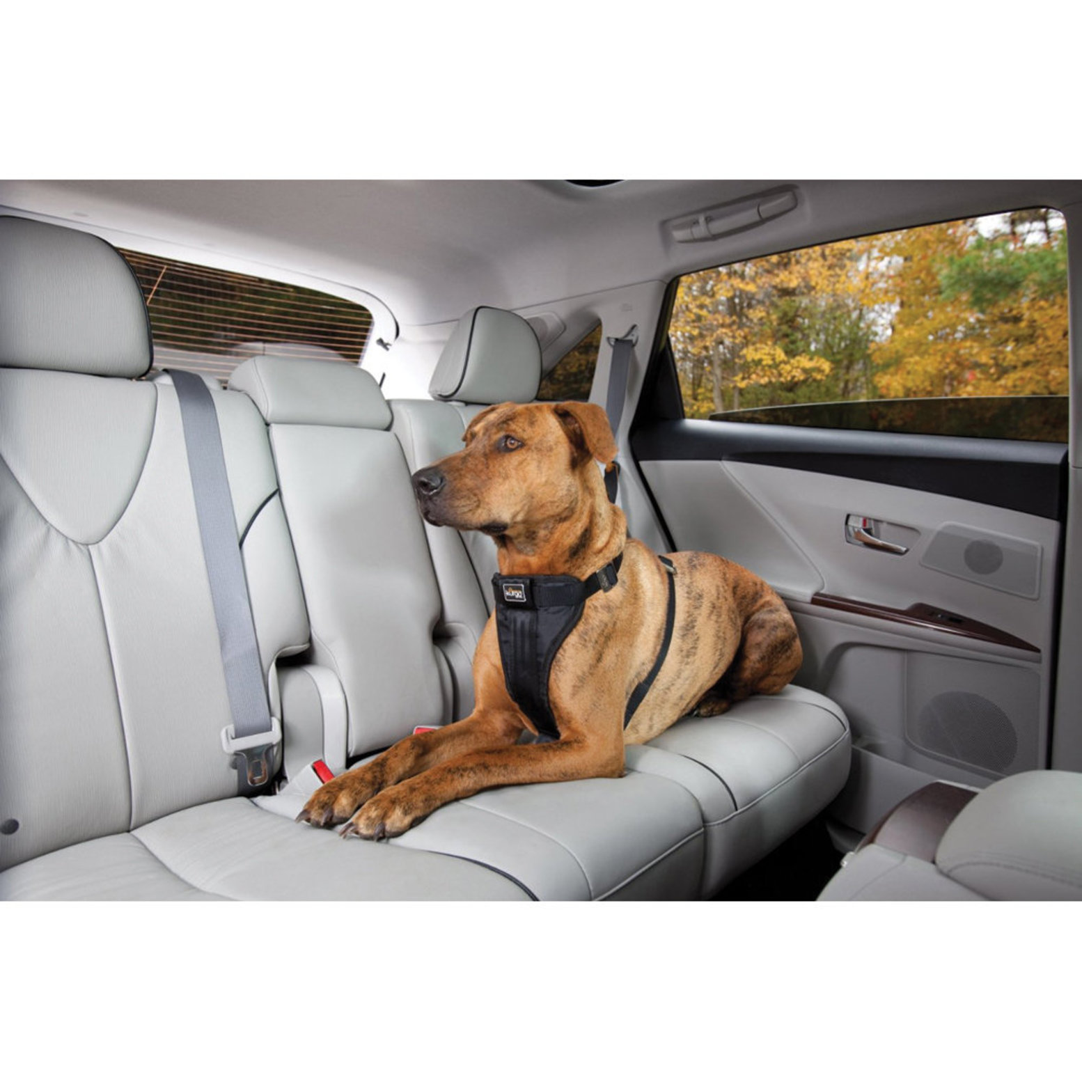 Kurgo dog 2025 car harness