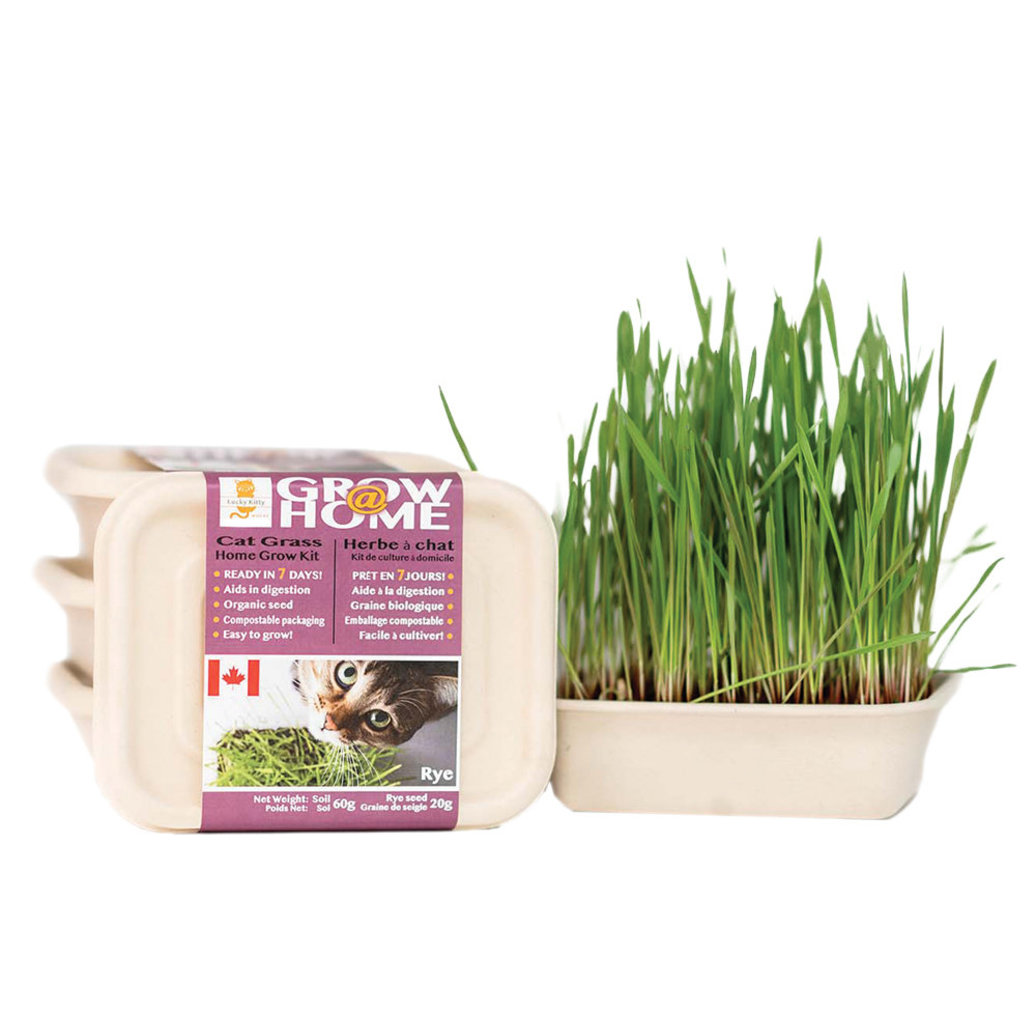 View larger image of Lucky Kitty, Fog Farms - Rye Grass Kit