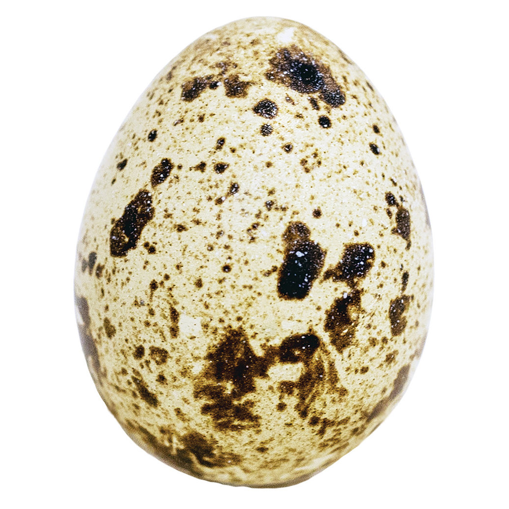 View larger image of Only The Best, Fresh Spring Creek Quail Eggs - 18pk