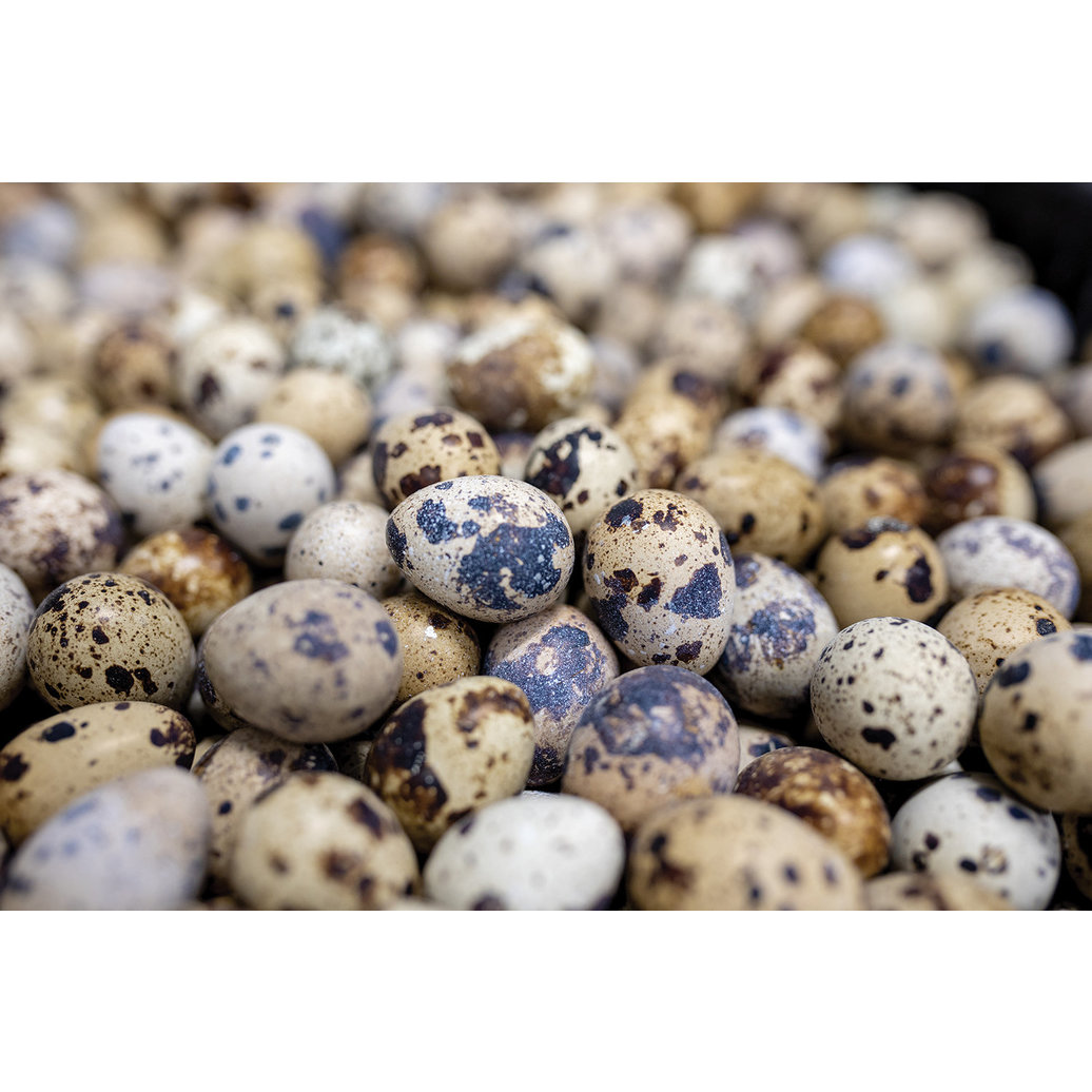 View larger image of Only The Best, Fresh Spring Creek Quail Eggs - 18pk