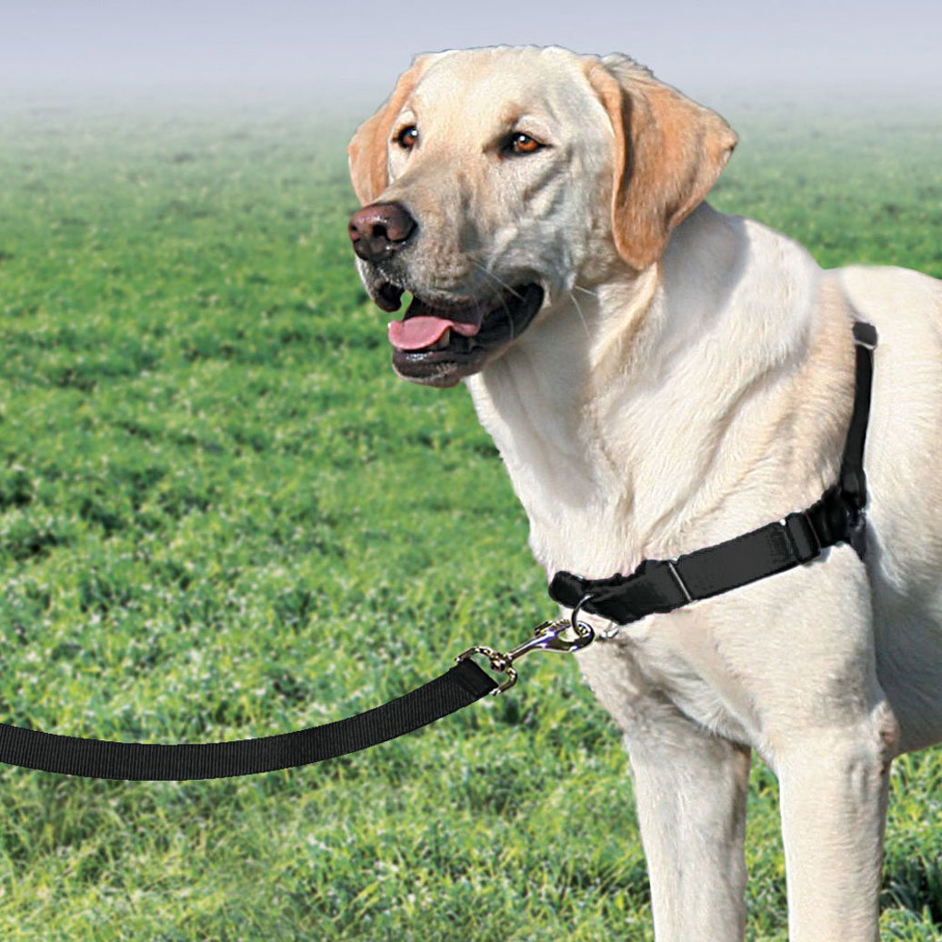 View larger image of Easy Walk, Harness - Black