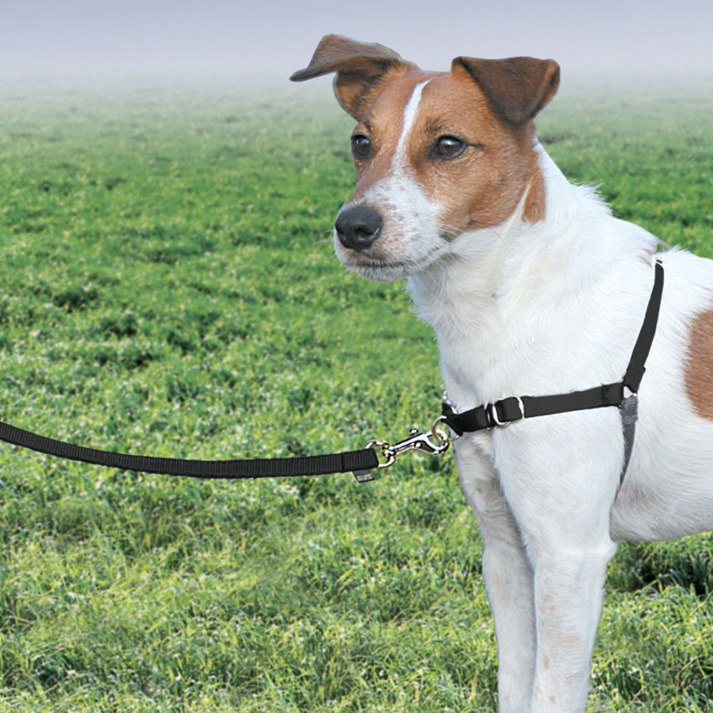 View larger image of Easy Walk, Harness - Black