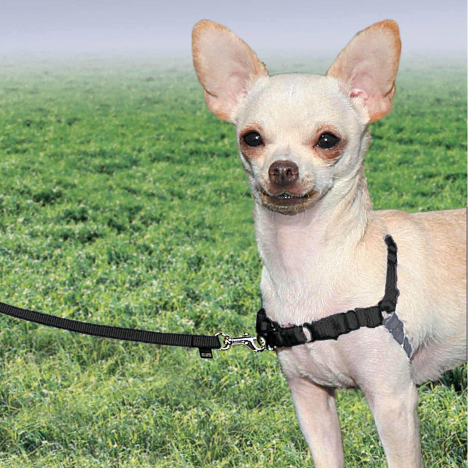 The easy walk store harness