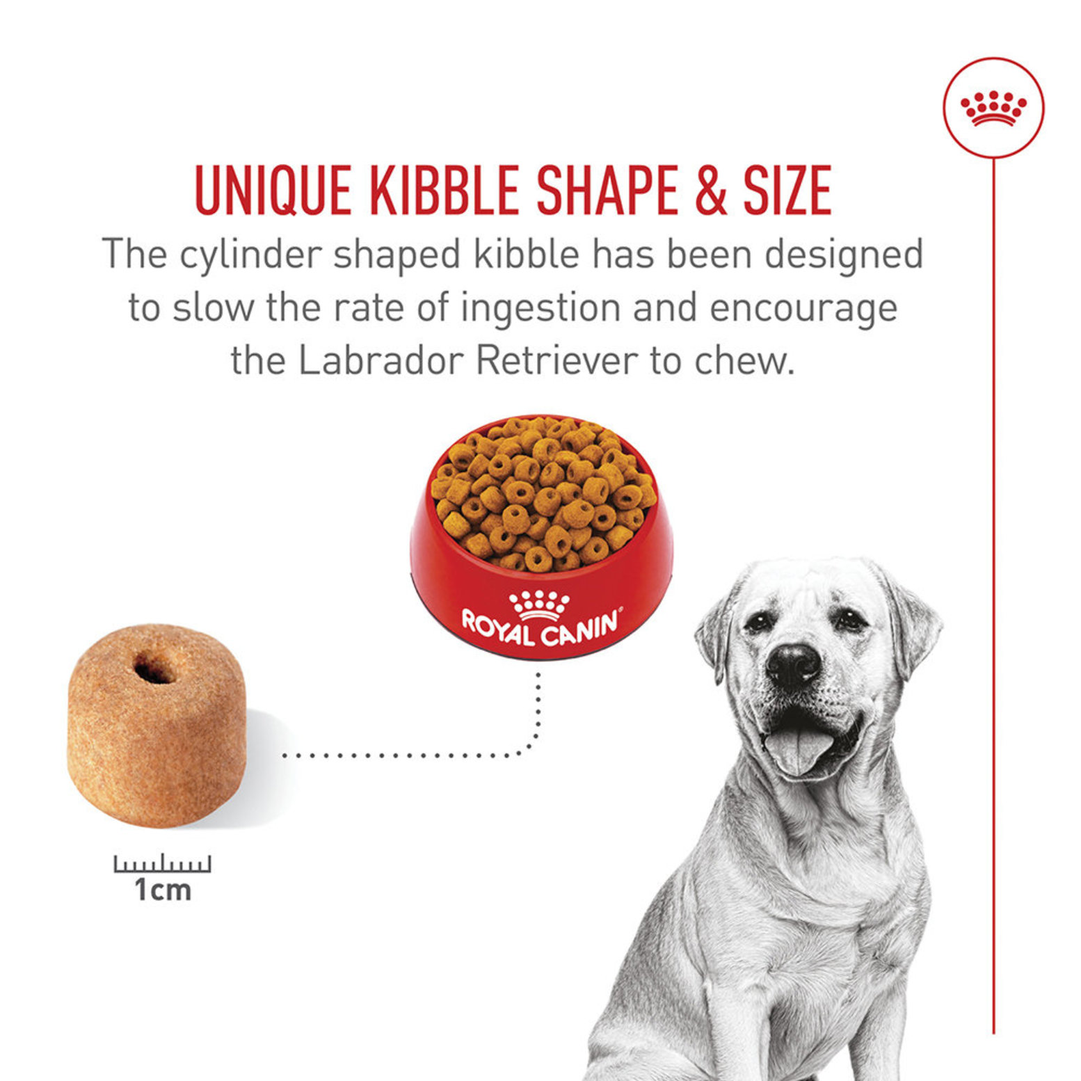 Labrador nutrition outlet