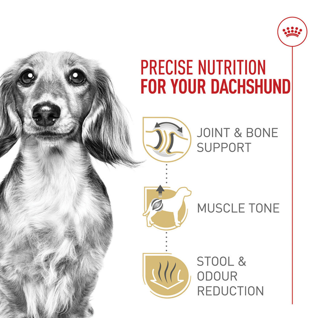 View larger image of Royal Canin, Breed Health Nutrition Dachshund Adult  