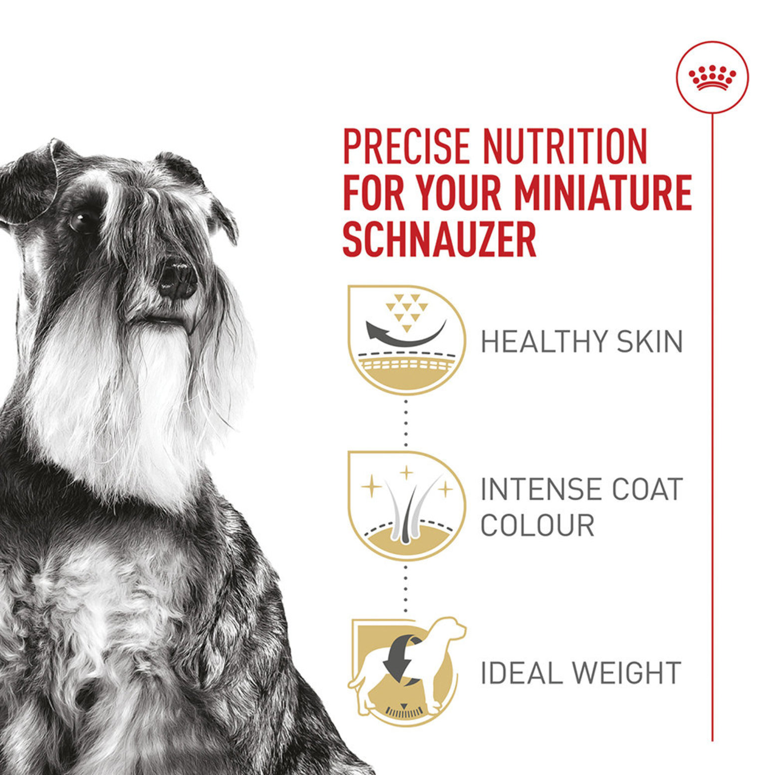 Best dog food for senior miniature schnauzer best sale