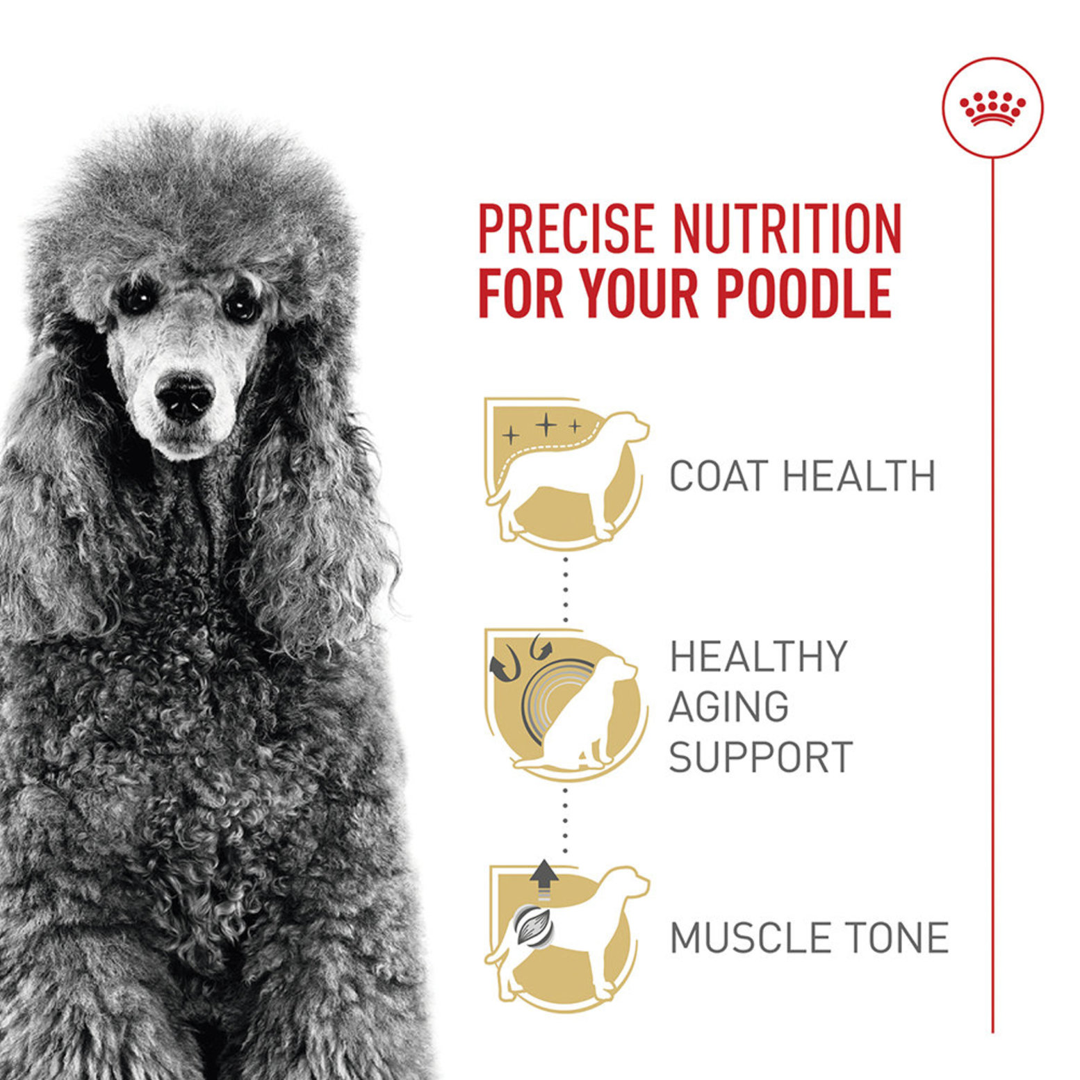 Royal Canin Dry Dog Food Poodle 10 lb Ren s Pets