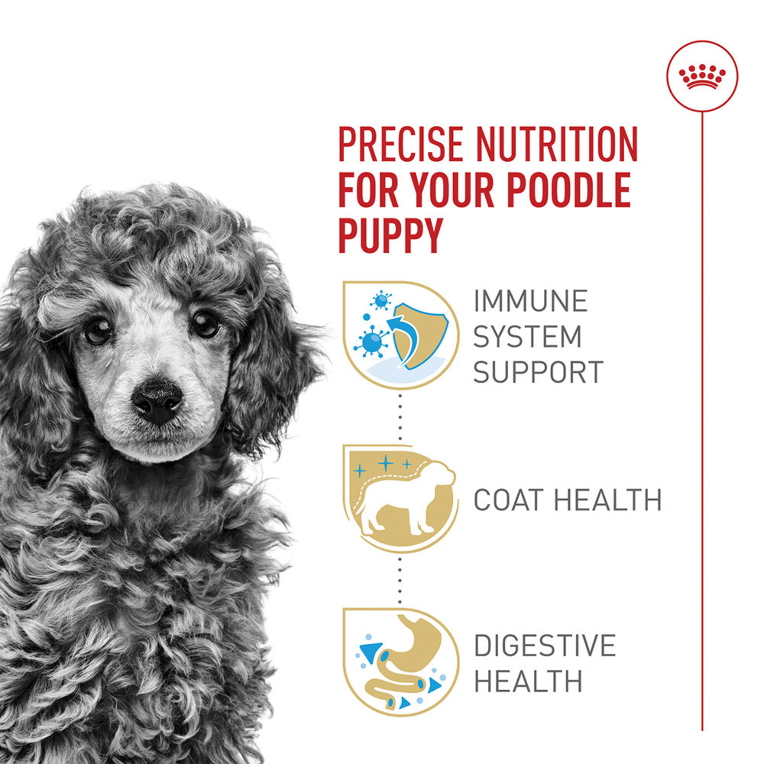 Poodle puppy royal outlet canin