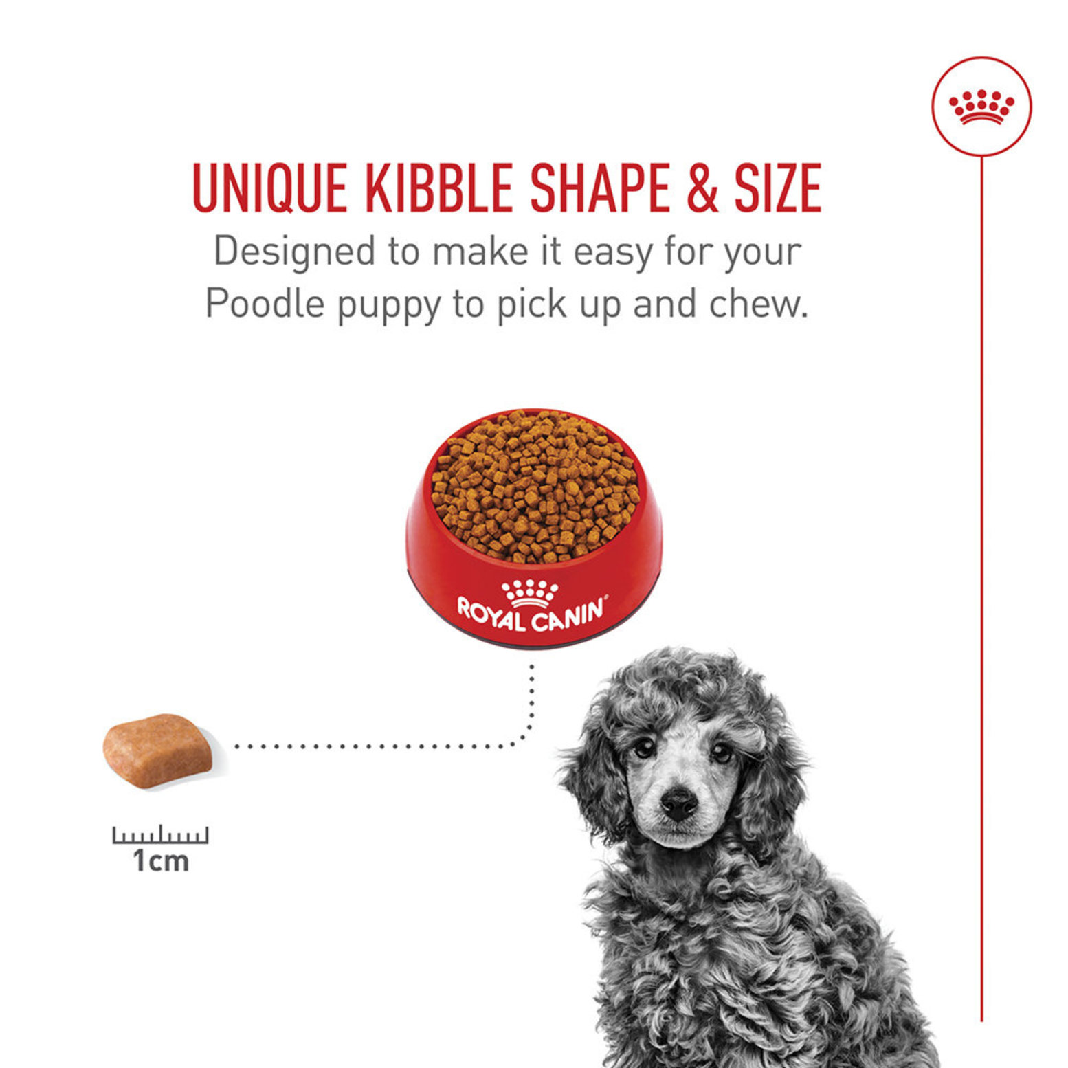 Dog food for standard poodle fashion puppies