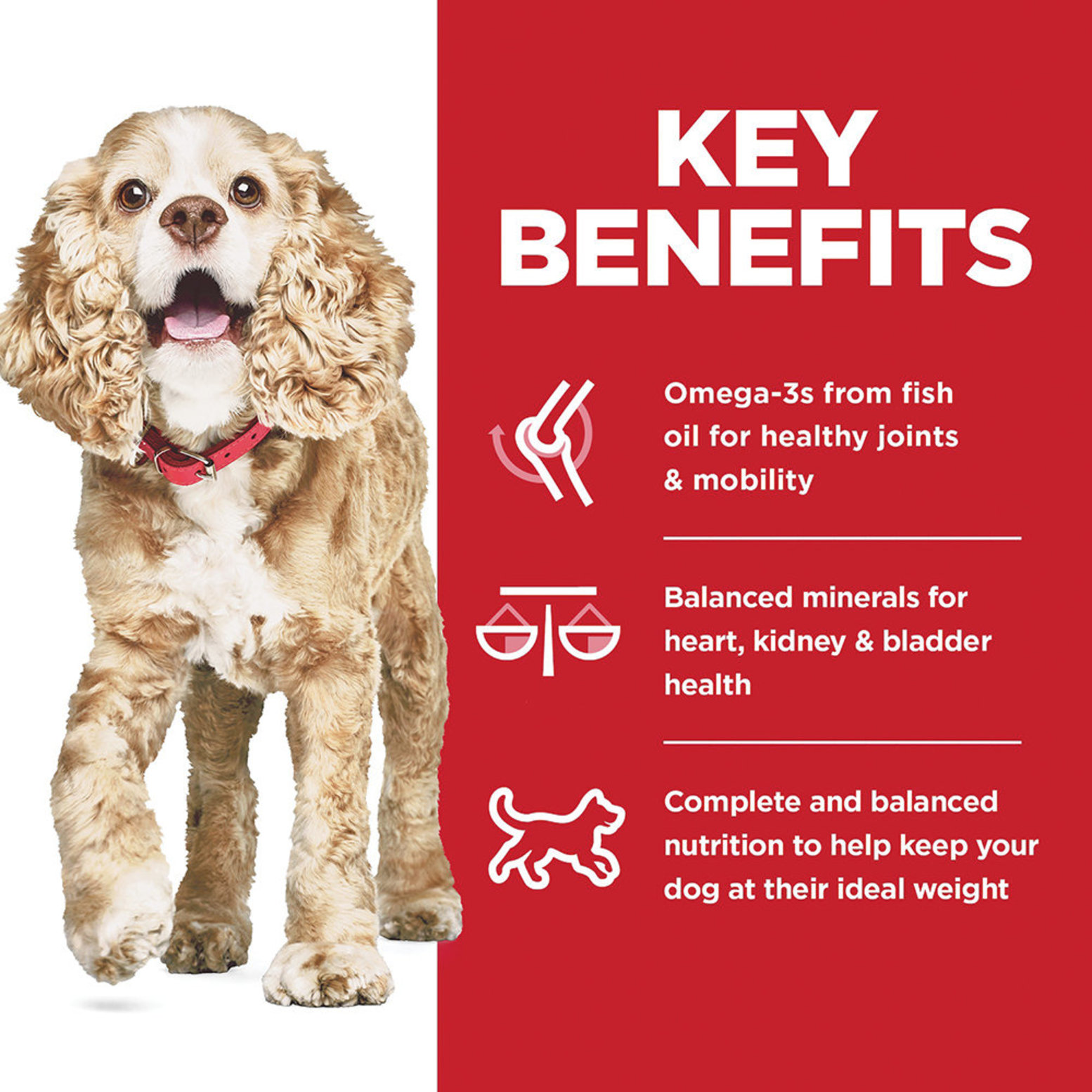 Dog food for outlet bladder health