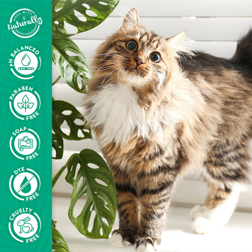 View larger image of Tropiclean, Gentle Coconut Hypoallergenic Cat & Kitten Shampoo - 12 oz